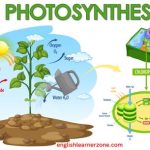 Photosynthesis Words and Definitions: Important Vocabulary