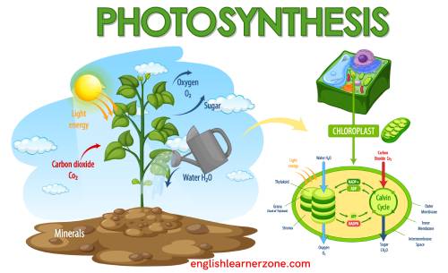 Photosynthesis Words and Definitions: Important Vocabulary