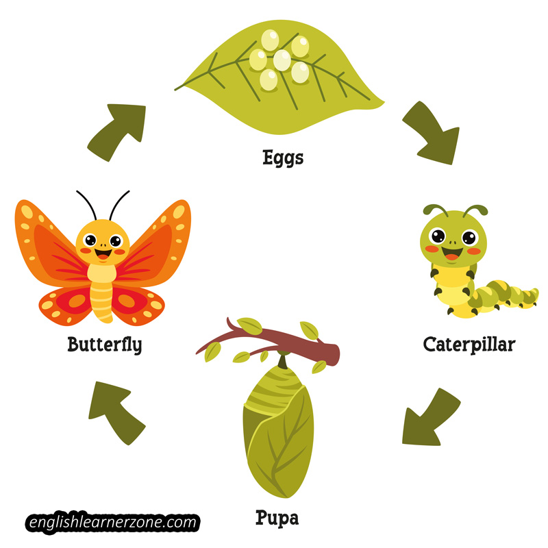 Free Butterfly Life Cycle Word Search with Answers